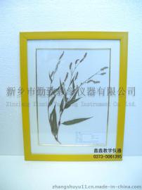 勤致厂家直销：生物切片，浸制、腊叶标本等（蔷薇科-仙鹤草）