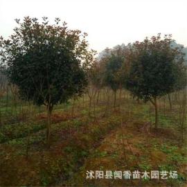 沭阳高杆红叶石楠树价格绿化工程行道树风景树