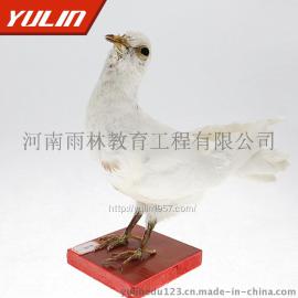 雨林教学标本家鸽剥制标本