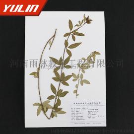 雨林植物标本 云南黄素馨腊叶标本