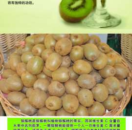 今年陕西眉县徐香绿心猕猴桃奇异果报价格多钱一箱?眉县秦岭猕猴桃基地果园批发价格