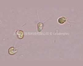 湛江等鞭金藻(GY-H2 Isochrysis zhangjiangensis)