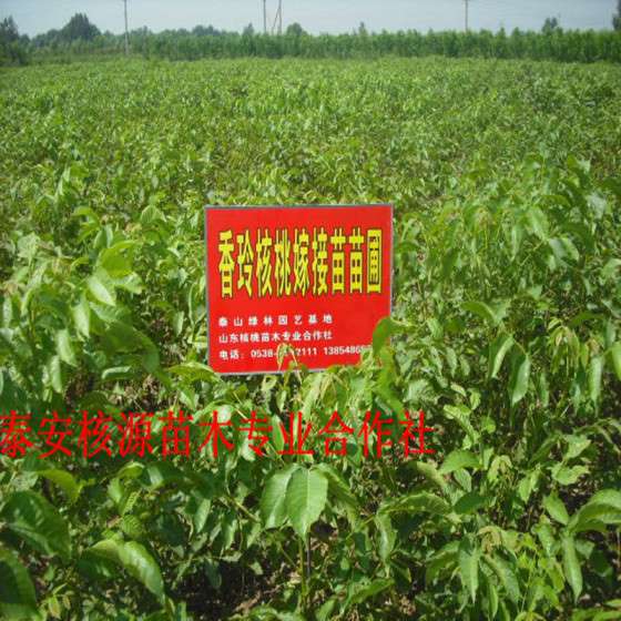 薄皮核桃苗价格 大量早实核桃苗 量大价格便宜