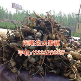 莲花香雪藕藕种