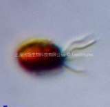 大溪地球等鞭金藻(GY-H7 Isochrysis galbana daxidi)