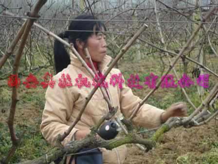 电动桑树剪（ALDJ型）
