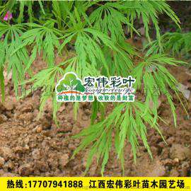 青龙羽毛枫 羽毛枫小苗 盆栽羽毛枫树苗 进口日本羽毛枫 青龙红枫