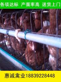 鹤壁青年鸡蛋鸡后备鸡那里的好 罗曼褐壳蛋鸡，罗曼褐蛋鸡苗