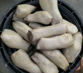 河北供应盐渍杏鲍菇，规格齐全，可切片，条，块，数量150吨。