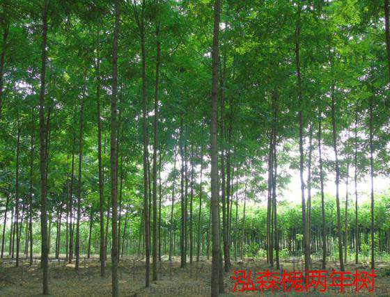 河南平顶山适合种什么树