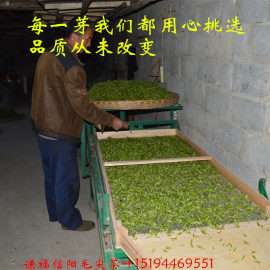 广州信阳毛尖茶叶