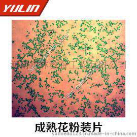 成熟花粉装片 高校显微镜玻片 生物教学玻片