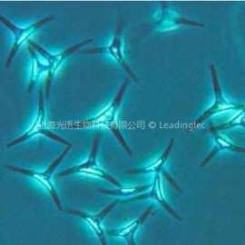 三角褐指藻（GY-H9 Phaeodactylum tricornutum）