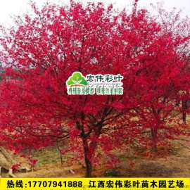 正宗中国红樱花 樱花苗 庭院绿化日本樱花苗 樱花树苗 晚樱嫁接苗