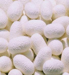 广西茧丝涨跌互现 