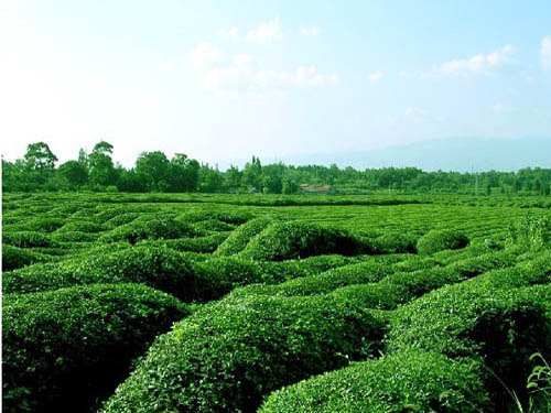 古丈与湖南农大共建有机茶基地 