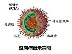 禽流感介绍与避免感染方法 