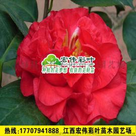 正宗帕克斯先生茶花 山茶花小苗 大红茶花大树 帕克斯先生茶花苗