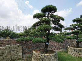 19公分造型罗汉松基地