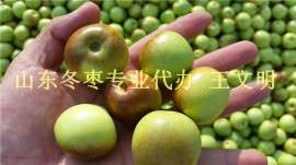 山东冬枣批发收购最佳商机