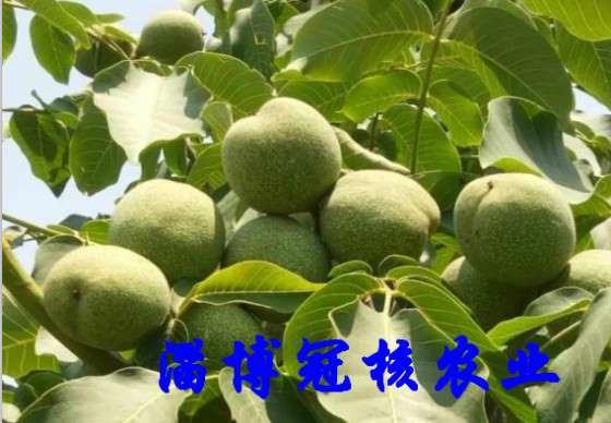 批发核桃苗，嫁接苗，怎样区分真假嫁接苗？