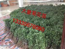 供应菊花种苗 菊花种植前景