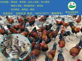 遵义香鸡苗批发；贵州香鸡苗价格；附近哪里有香鸡苗批发；贵阳香鸡苗