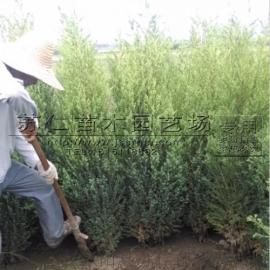 2米刺柏工程苗价格查询