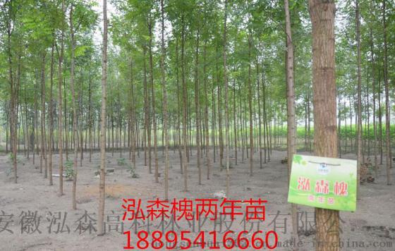 山东济南造林选什么树种