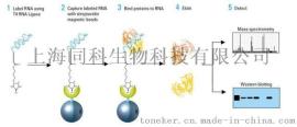 RNA pull down技术服务,同科生物