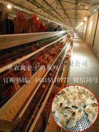 土鸡养殖常见疾病诊断；鸡苗养殖技术；养鸡难吗