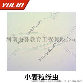 小麦粒线虫玻片 雨林植物教学玻片
