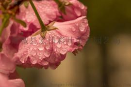 红粉佳人樱花  日本樱花 樱花小苗 樱花树苗包成活 绿化苗彩叶苗