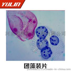 团藻装片  雨林生物切片  显微观察切片