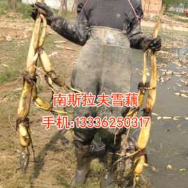 高产莲藕藕种雪藕上市质量好价格低