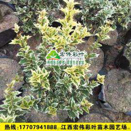 金边刺桂 苗木 彩叶刺桂苗【银边刺桂苗】工程园林绿化 桂花苗包