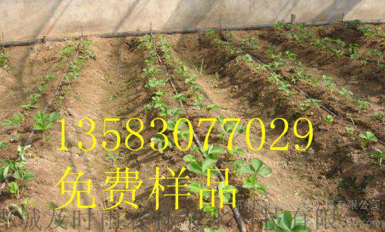 亿碧源供应河南开封滴灌胡萝卜迷宫式滴灌带铺设方法