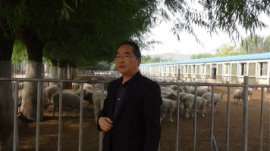 肉羊全价颗粒饲料  2%肉羊无草饲料配方和专用预混料