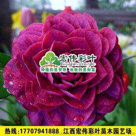 红叶贝拉茶花 黑贝拉茶花小苗贝拉茶花 精品品种茶花 新品种茶花