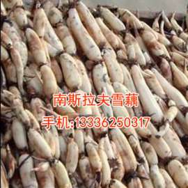 聊城雪藕批发价格低