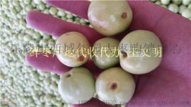 早熟山东鲜枣产地批发价格