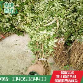 花椒苗 花椒苗价格 大红袍花椒苗基地批发