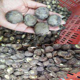 dried shitake mushroom 干香菇厂家直销