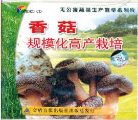 大棚香菇种植技术大全袋料香菇栽培技术视频
