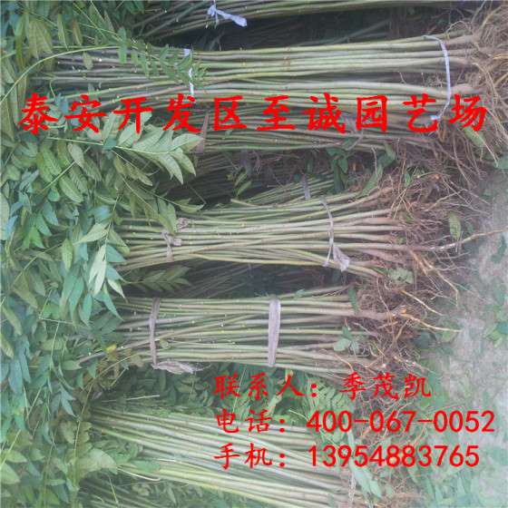 香椿苗，香椿苗价格，红油香椿苗批发