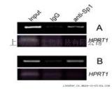 染色质免疫共沉淀（CHIP）技术服务, 同科生物