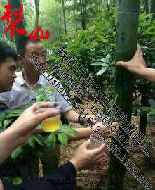 广东特产竹筒酒，原生态竹筒酒，优质竹筒酒，新鲜活竹酒