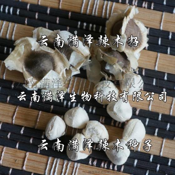 辣木的功效有哪些 辣木籽的功效作用介绍
