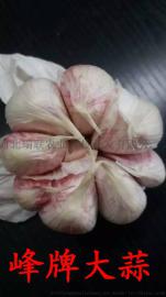 河北峰牌大蒜增产40%
