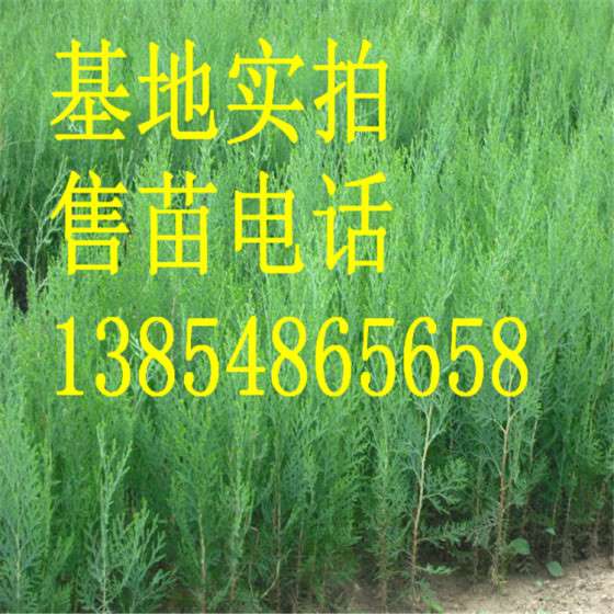 各种规格的侧柏苗 当年侧柏小苗 营养钵侧柏苗